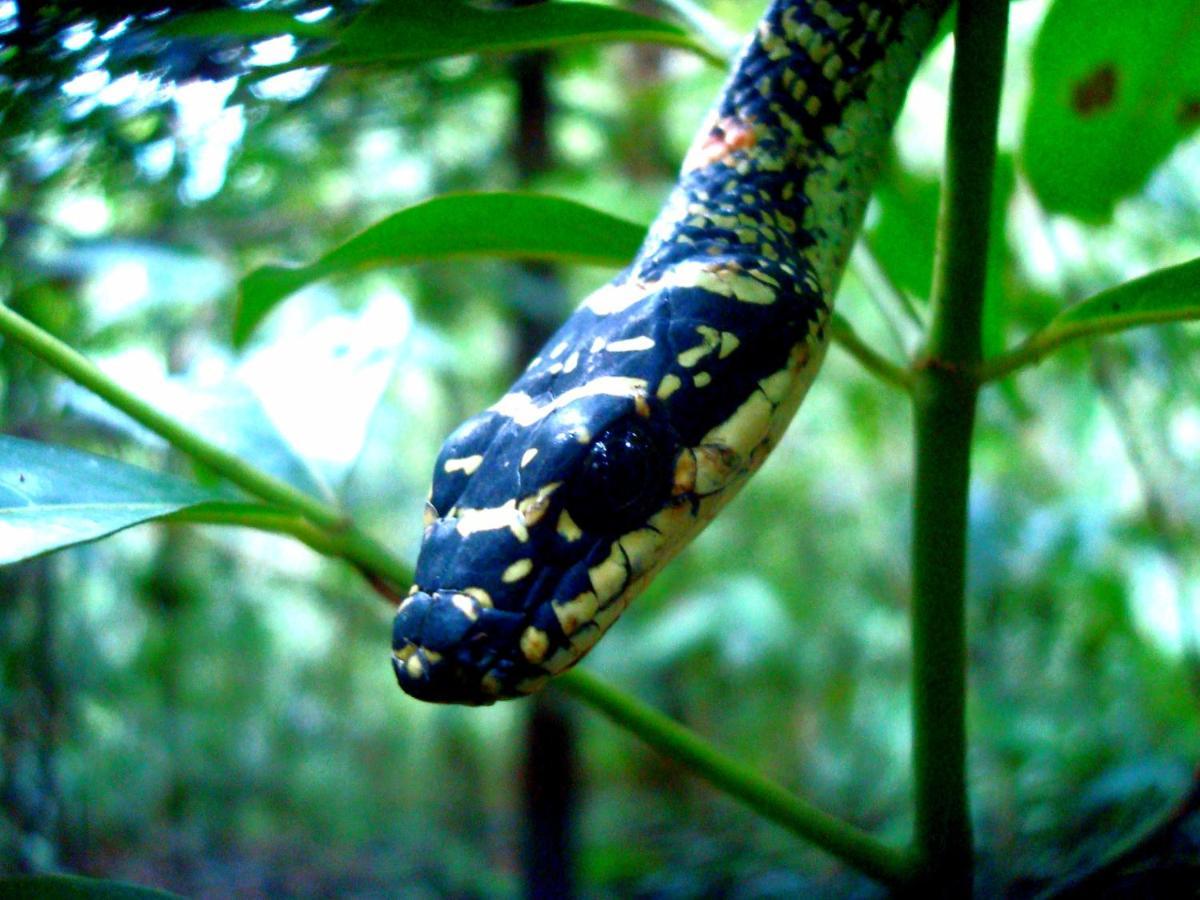 Rainforest River Bay Денияйя Экстерьер фото