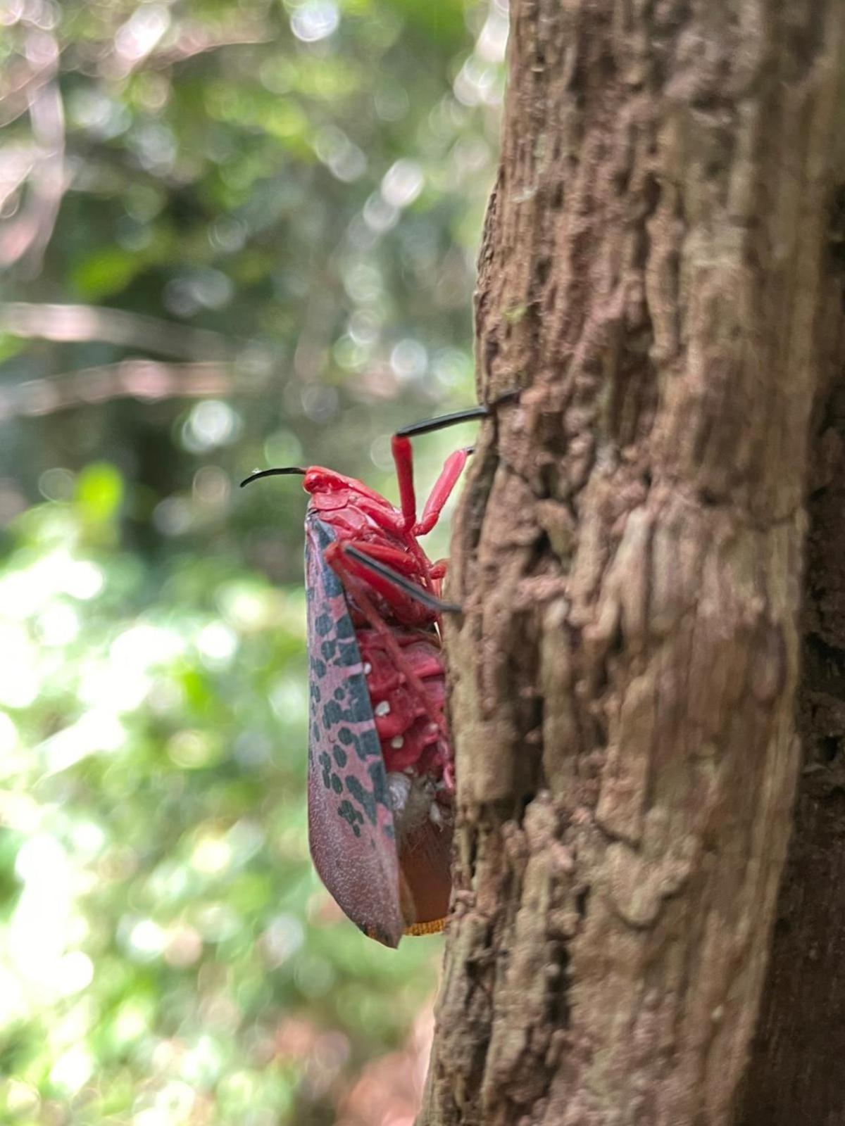 Rainforest River Bay Денияйя Экстерьер фото