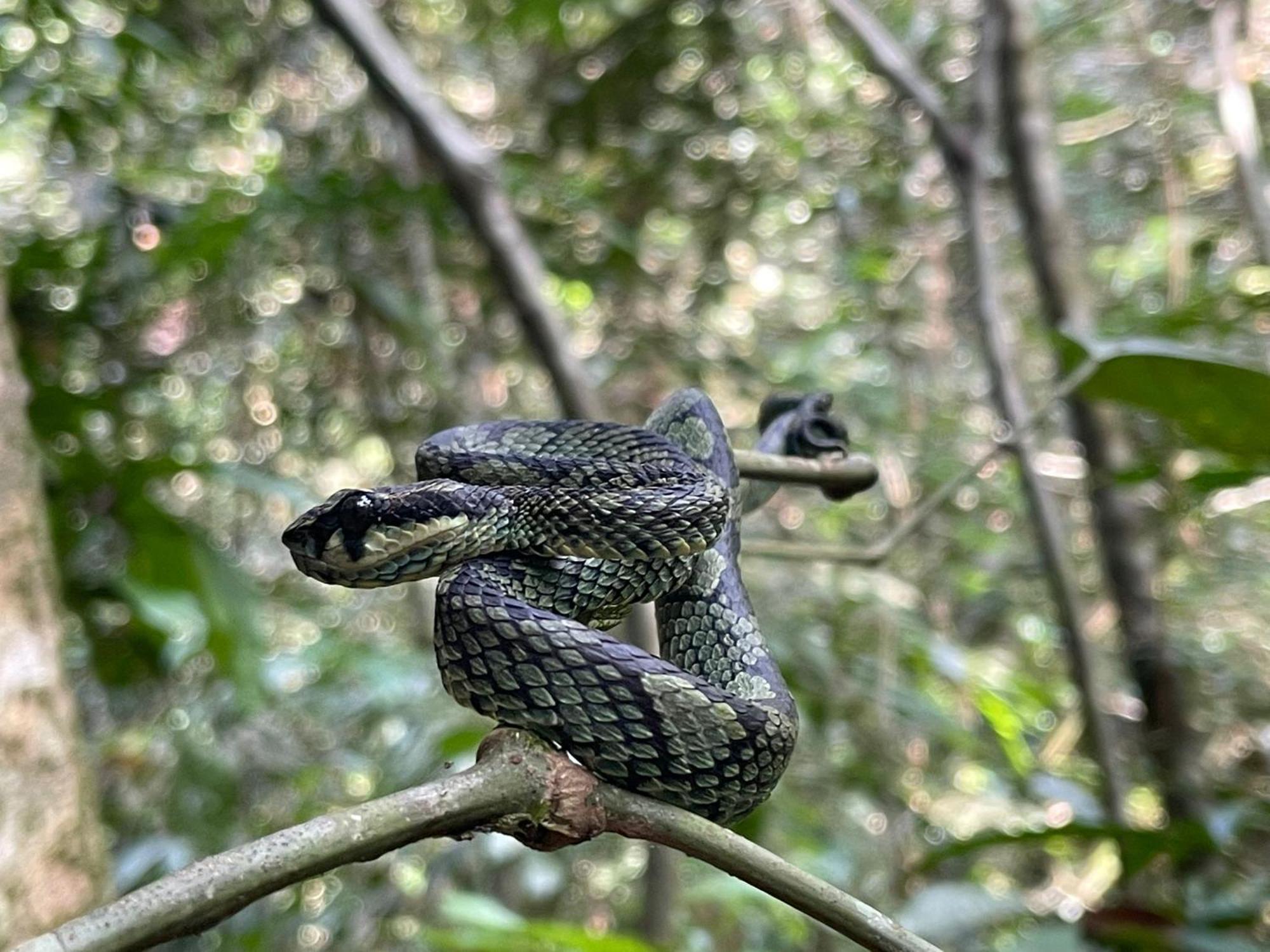 Rainforest River Bay Денияйя Экстерьер фото